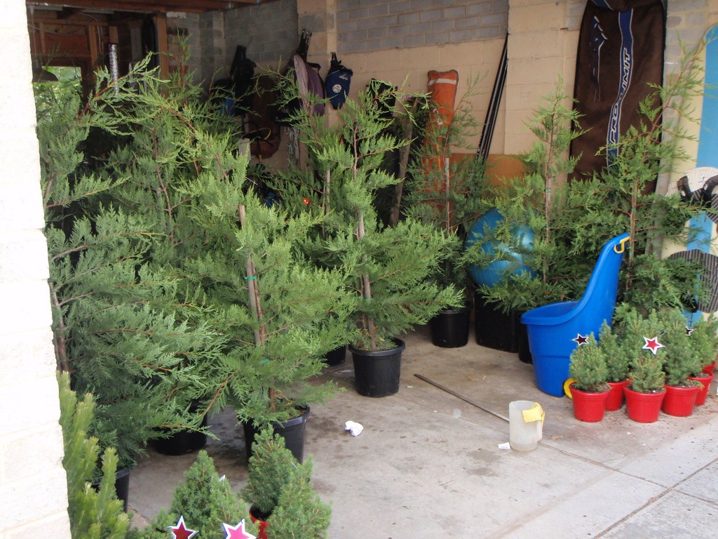 Eco Christmas Trees