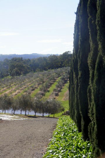 olivigna